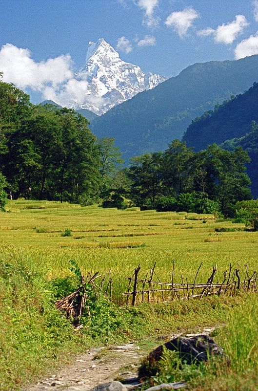 605 Machapuchare From Lower Modi Khola Valley